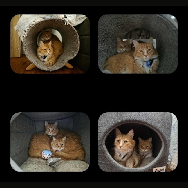 Photo of Louie & Jewie   5 Year Old Domestic Short Hair