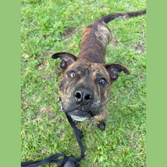 Photo of Chopper 
