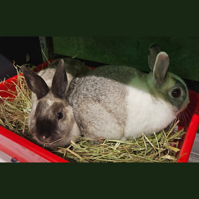 Photo of Tabitha (Bonded To Penny)