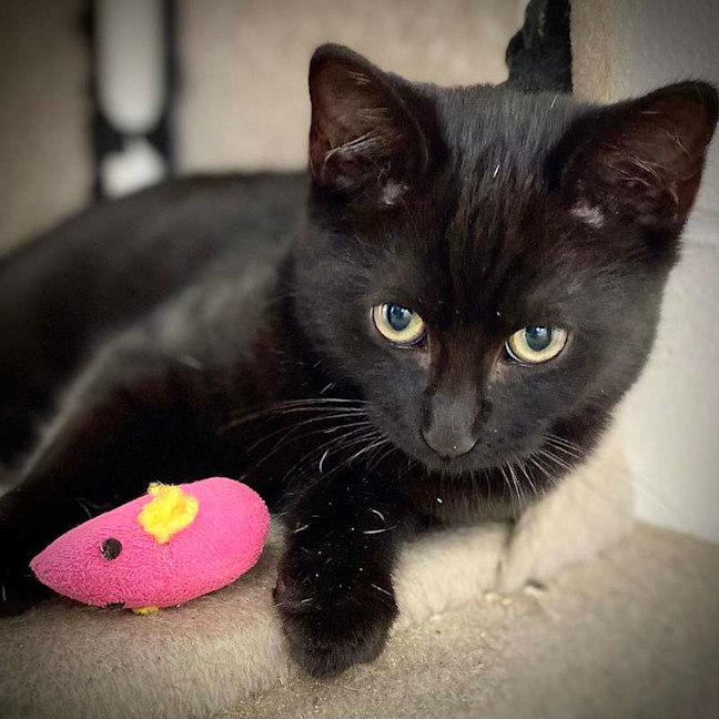Photo of Pickles