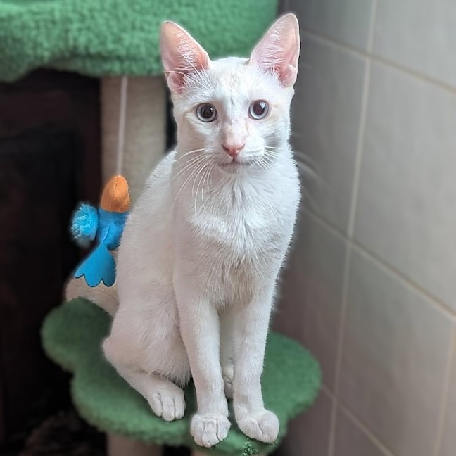 Photo of Sir Cornelius