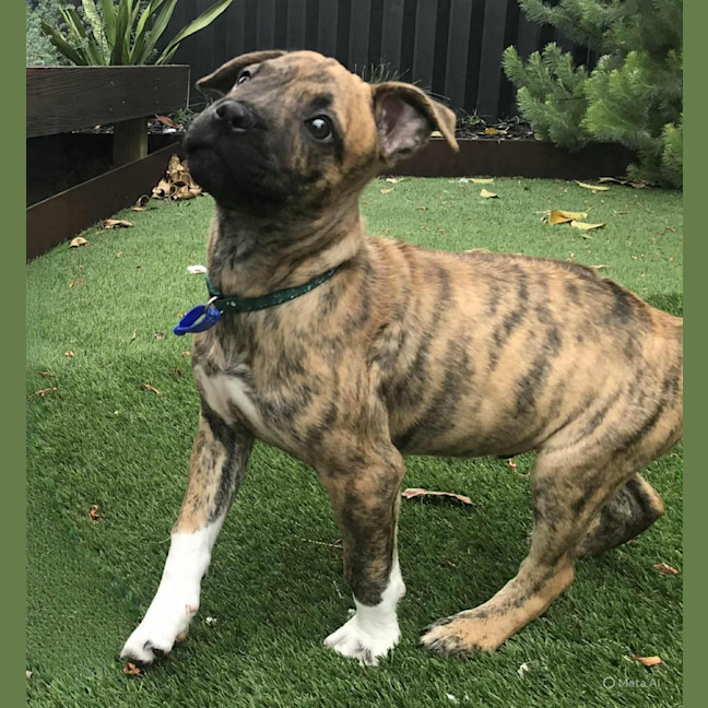 Photo of Ridge   14 Week Old Ridgeback X