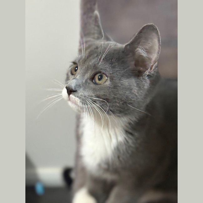 Photo of Beau 😻😻💙🐾