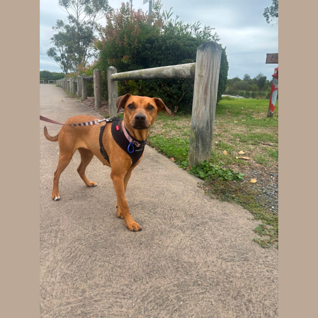 Photo of Gracie   2 Year Old Mixed Breed