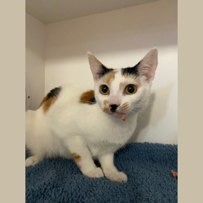 Photo of Biscuit