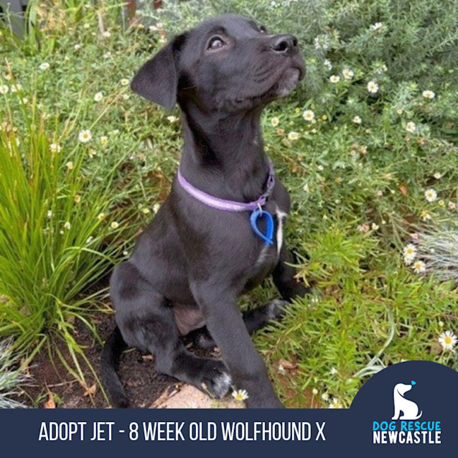 Photo of Jet   8 Week Old Wolfhound X
