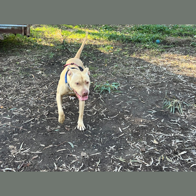 Photo of Nala