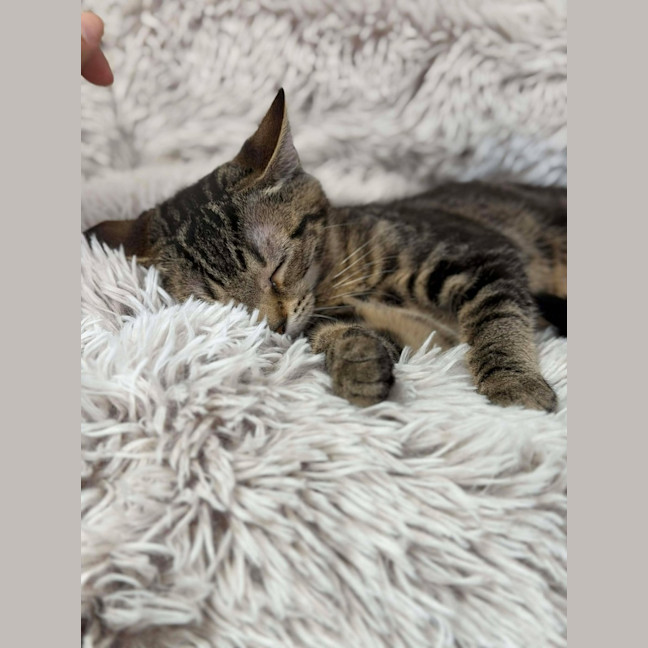 Photo of Taco