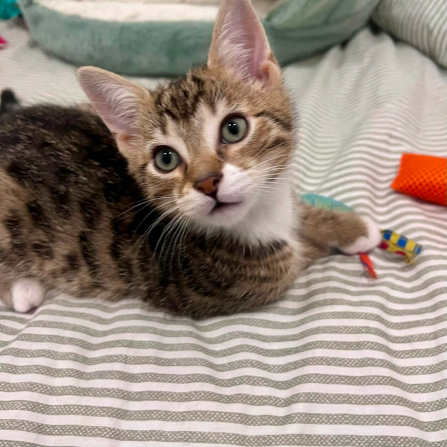 Photo of Wilbur   In Foster Care In Doreen