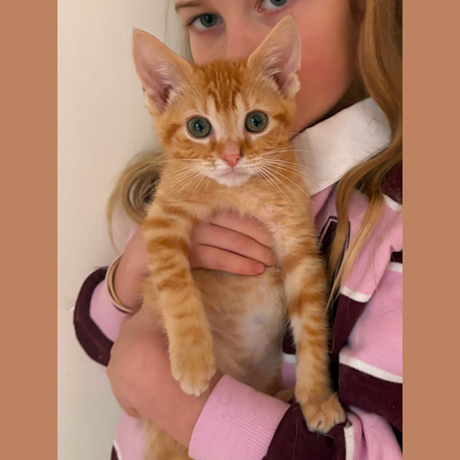 Photo of Kai 🐈🧡🧡