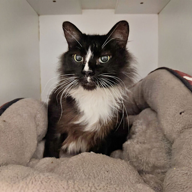 Photo of Peppy