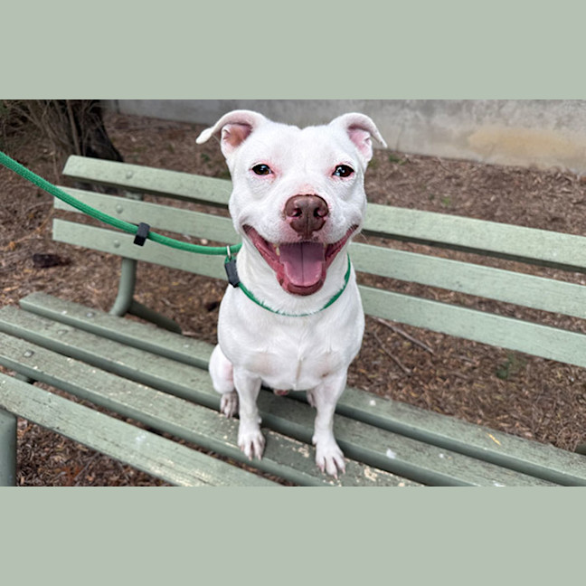 Photo of Casper