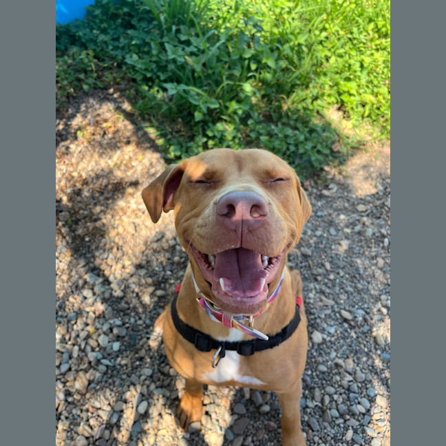 Photo of Goose
