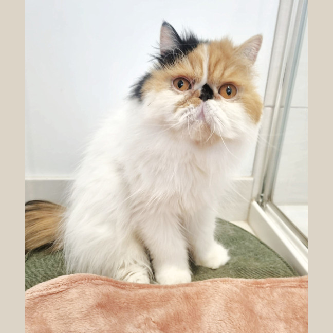 Photo of 🎩Liza Meownelli🎩