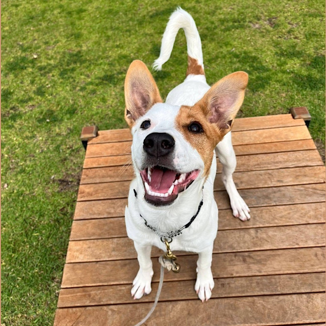 Photo of Skye