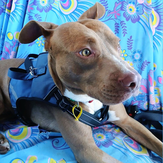 Photo of Rex
