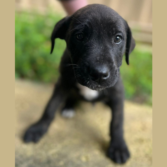 Photo of Dipper