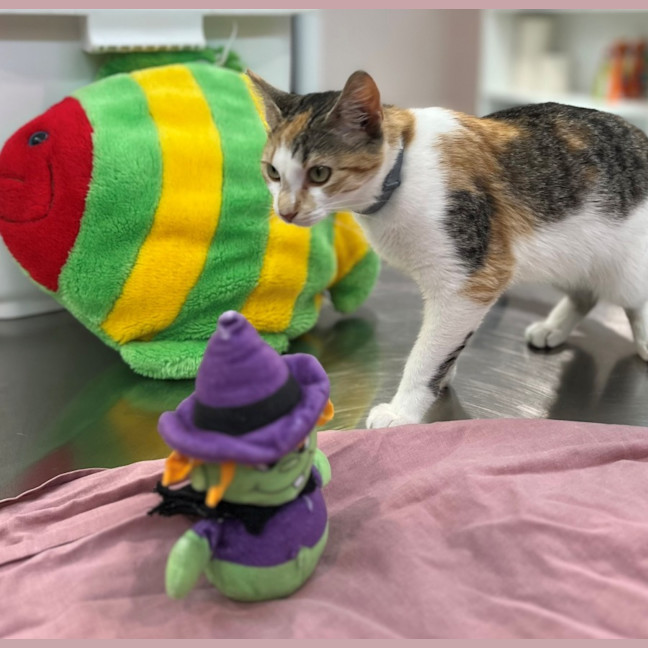 Photo of Miss Patch (9075)