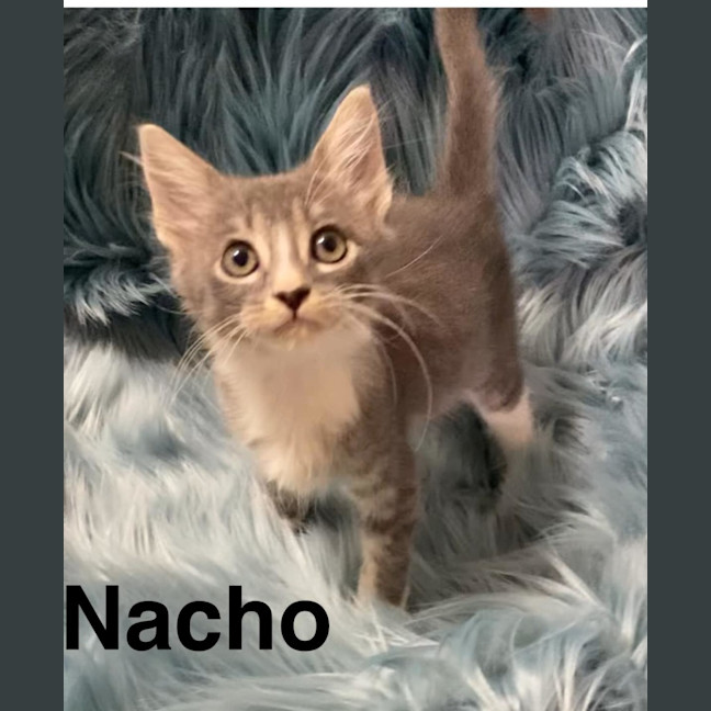 Photo of Nacho