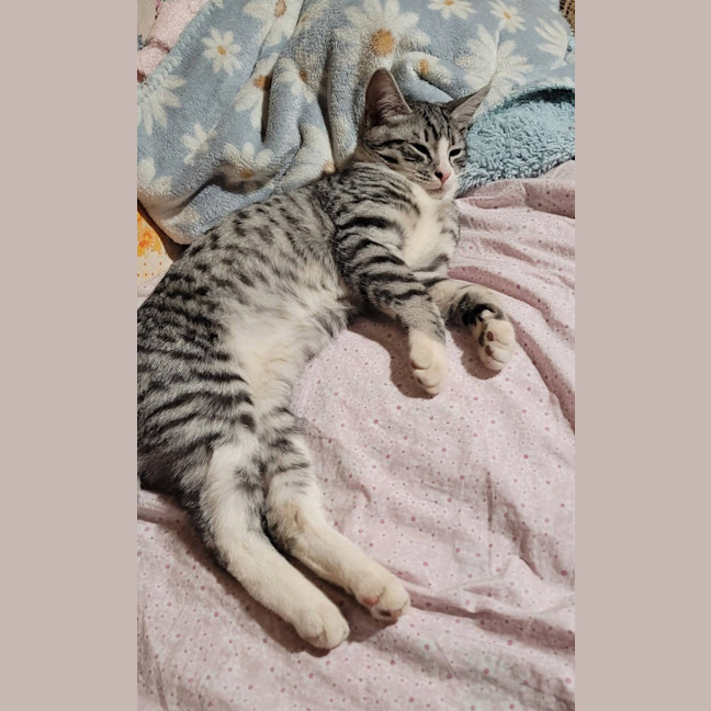 Photo of Lord Meowington