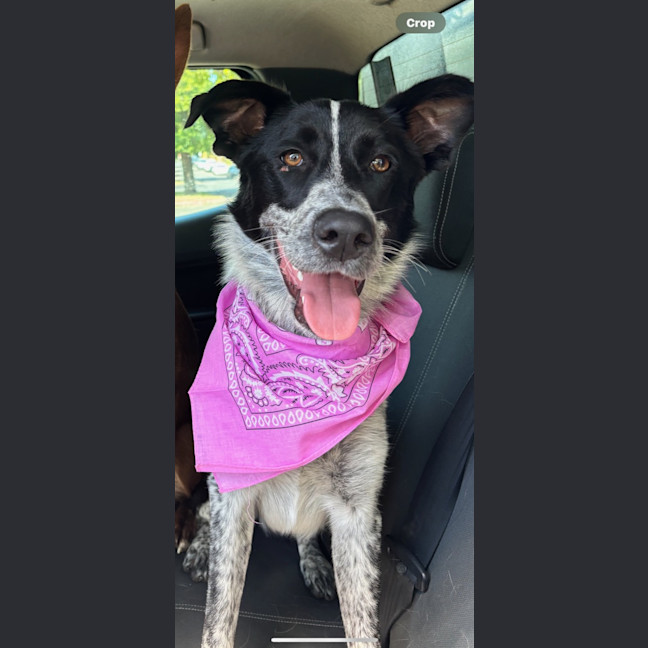 Photo of Pip