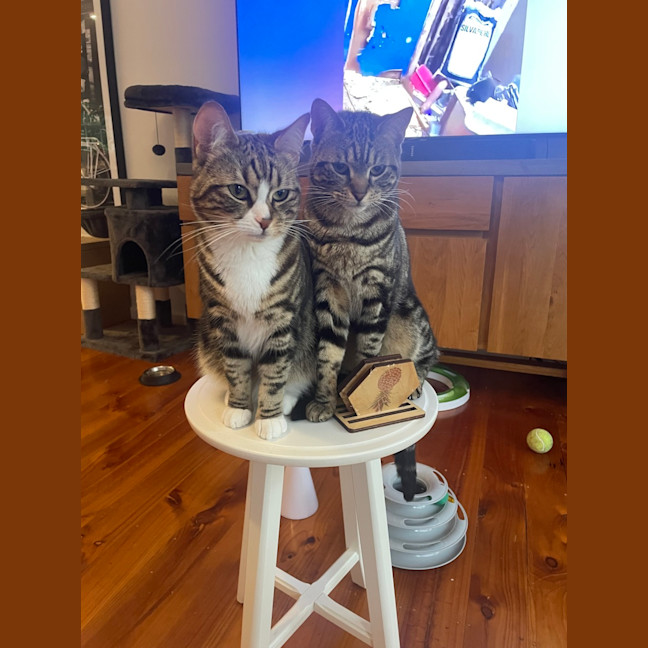 Photo of Little Miss & Yoyo