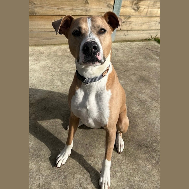Photo of Dozer