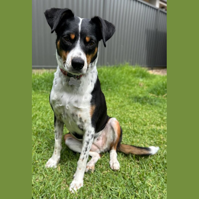 Photo of Eclair