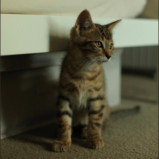 Photo of Kobe