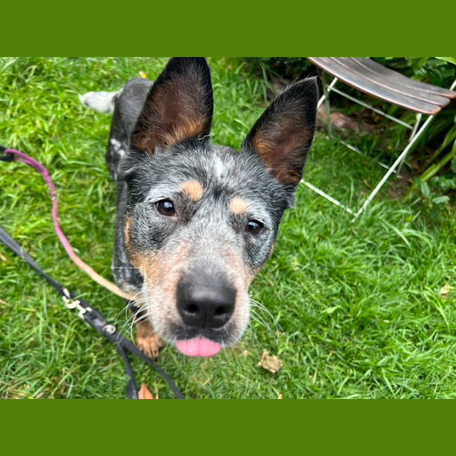 Photo of Indie