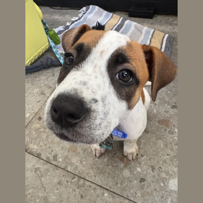 Photo of Tiny   11 Week Old Cattle Dog X (Trial 28/1)