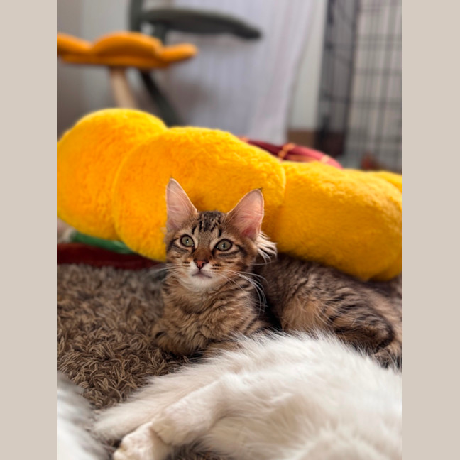 Photo of Huey