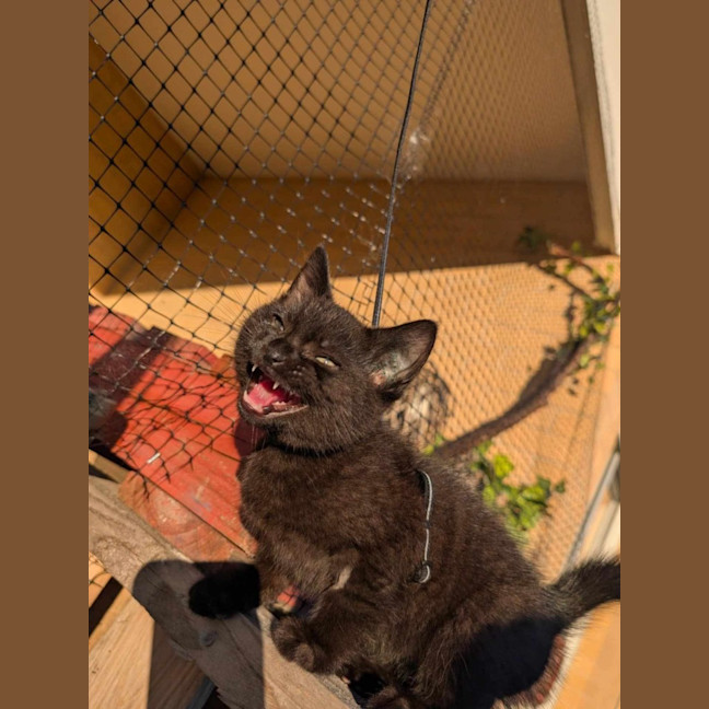 Photo of Echo / Rahu