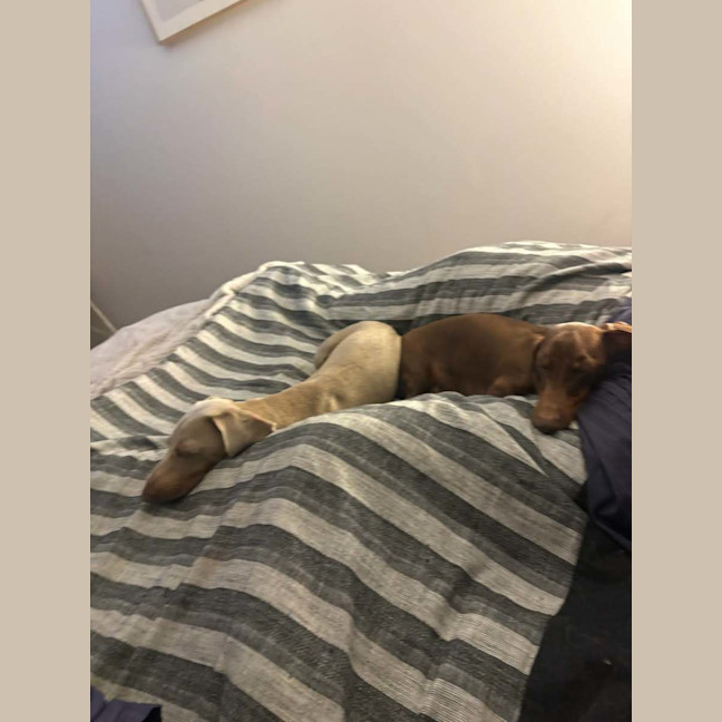 Photo of Milo