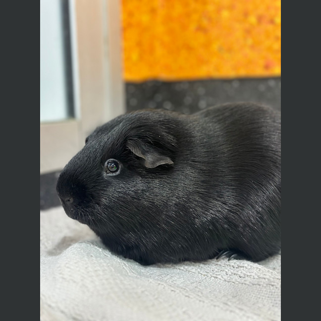 Photo of Noctis