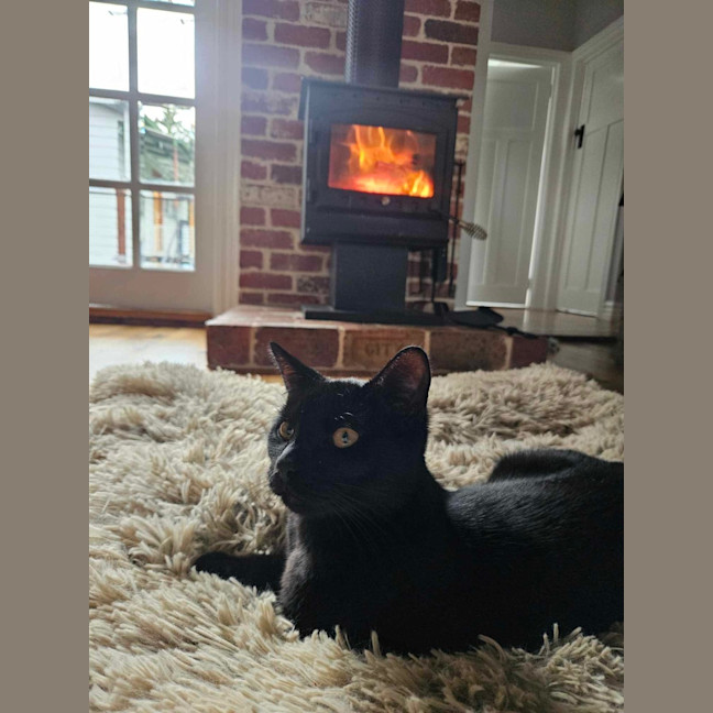 Photo of Sirius ❤️