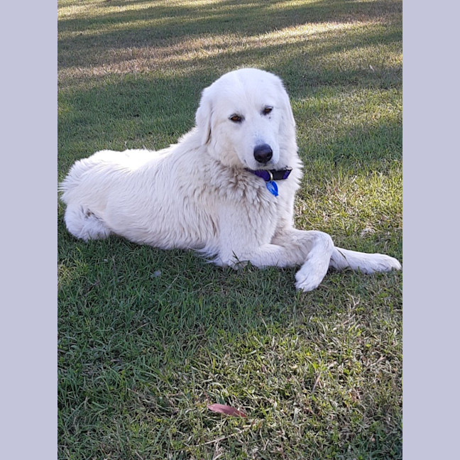 Photo of Ruby