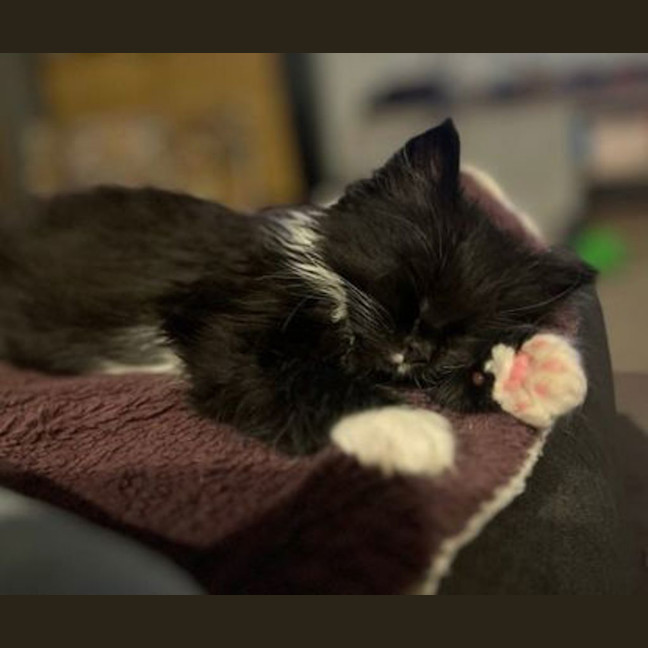 Photo of Havoc