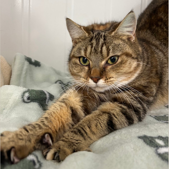 Photo of Sapphire