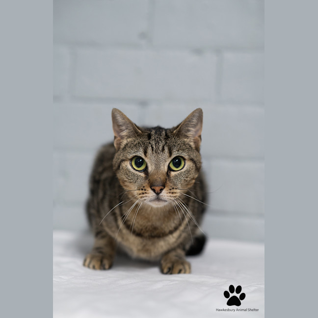 Photo of Muffin