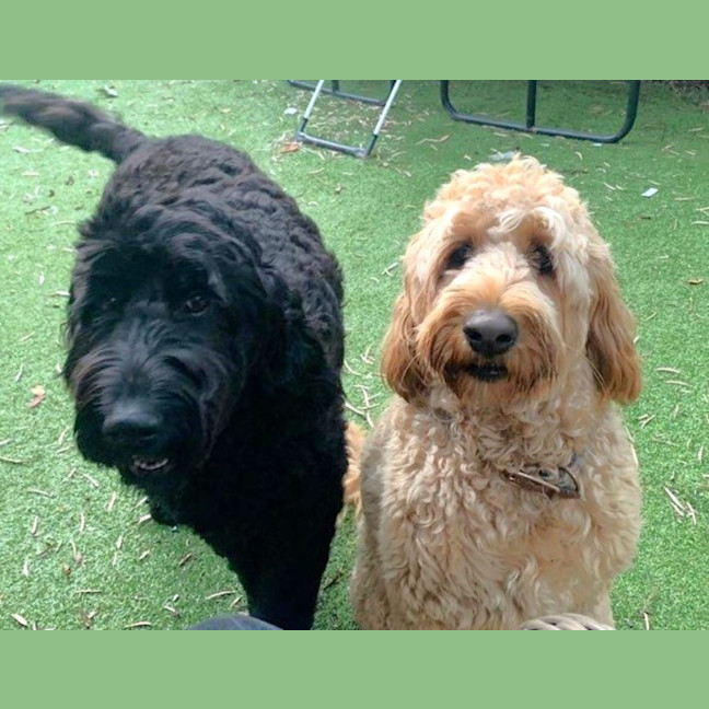 Photo of Molly And Luna