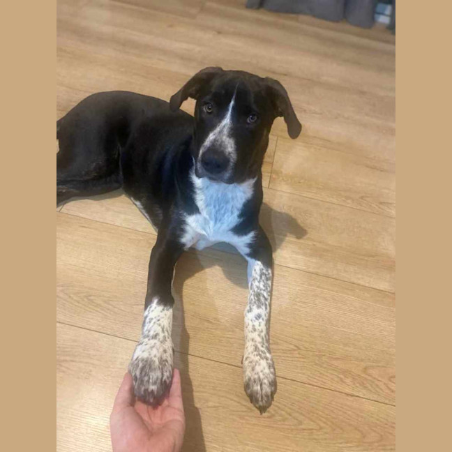 Photo of Daisy