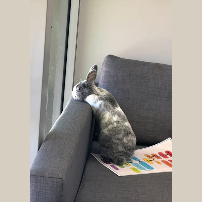 Photo of Cotton