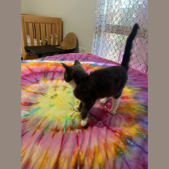Photo of Opal 