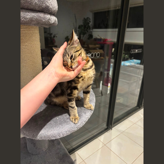 Photo of Tigger Meet Me@ Adoption Day 17/5