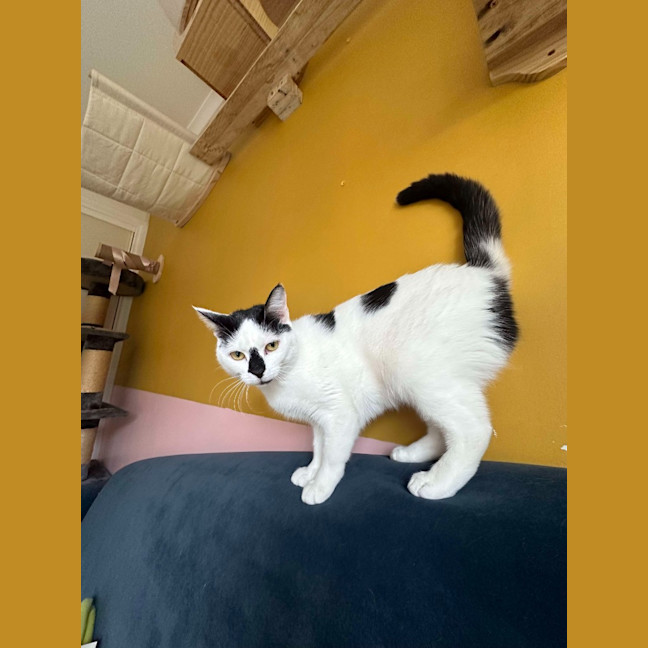 Photo of Cora