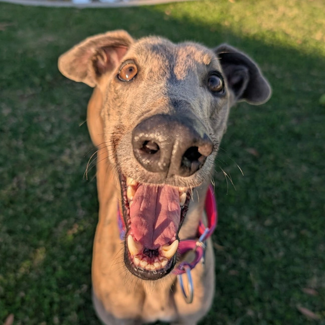 Photo of Marsupalami