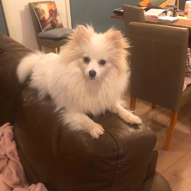 Photo of Pearl