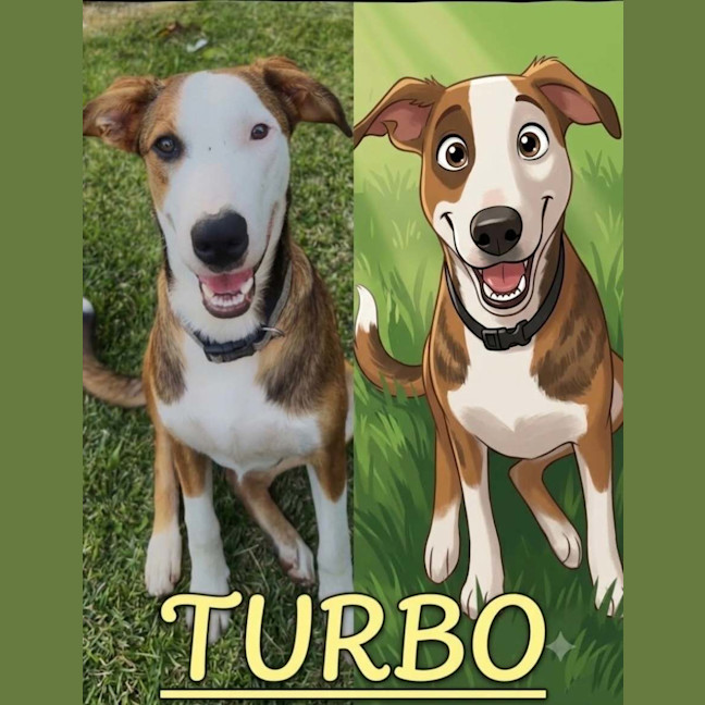 Photo of Turbo