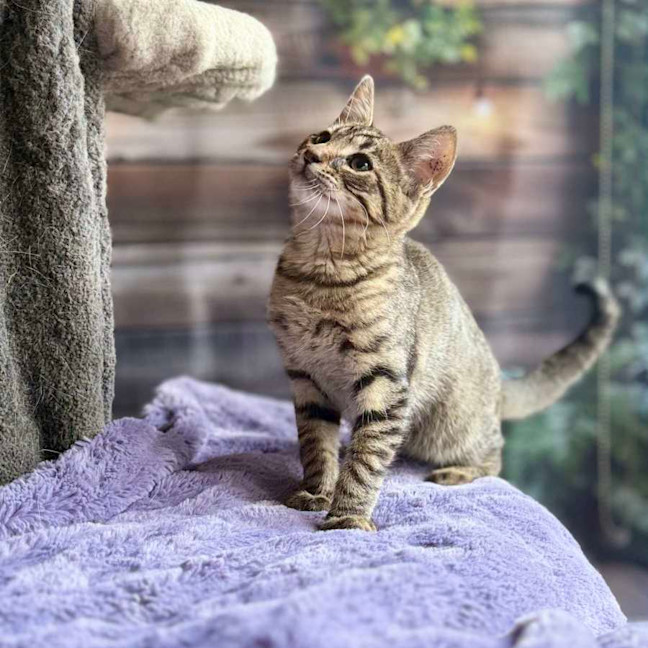 Photo of Zephyr   Meet Me At Ivanhoe East Vet Clinic